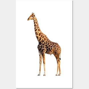 Tall Giraffe Posters and Art